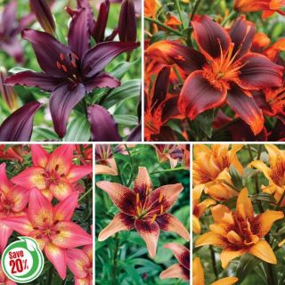 Asiatic Lily Collection Thumbnail